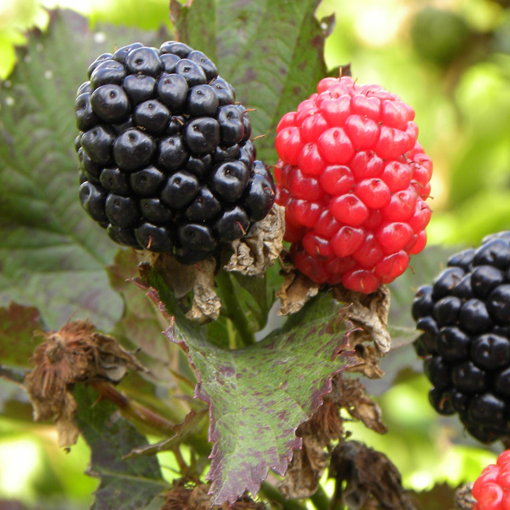 Verkoop Braam 'Rueben' - Rubus fruticosus reuben®