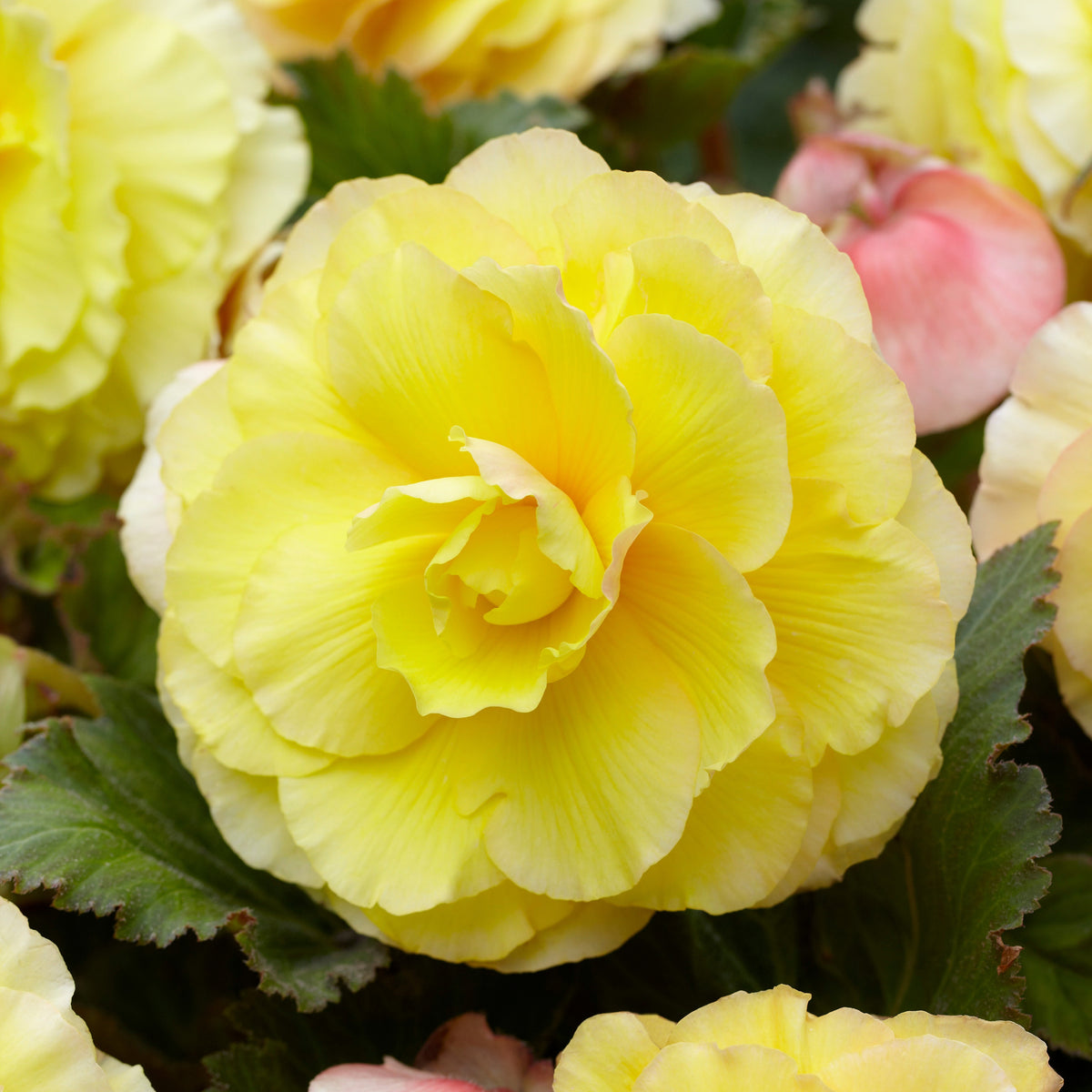 Dubbelbloemige begonia - geel (x5) - Bakker