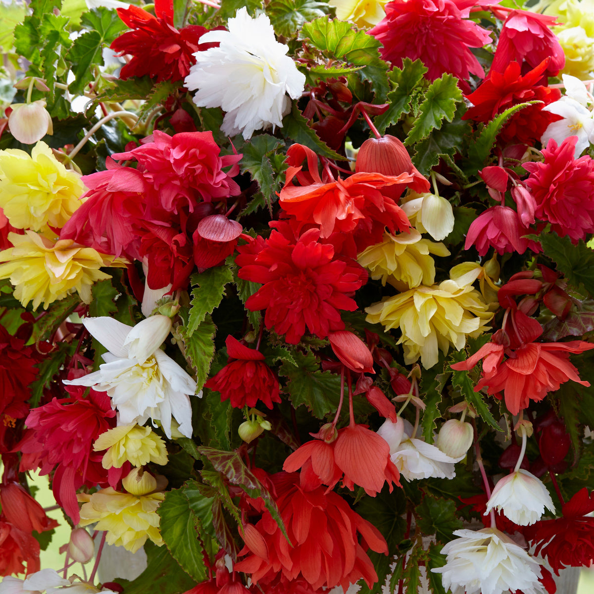 Begonia - Enkelbloemige begonia Mix - Begonia pendula