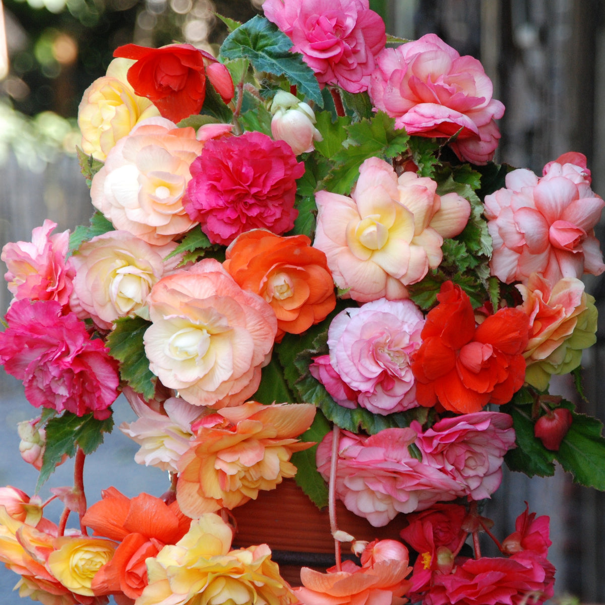 Begonia 'Splendid' Mix (x5) - Bakker