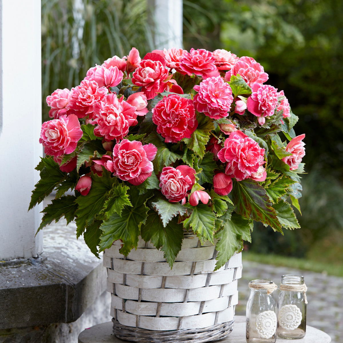 Begonia - Dubbelbloemige Begonia 'Camelia' (x5) - Begonia a fleurs de camélia