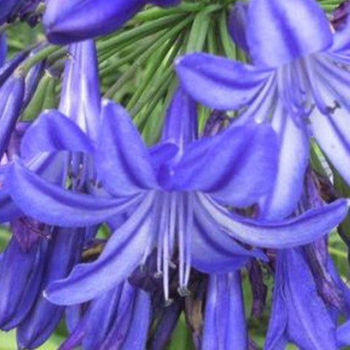 Afrikaanse lelie Northern Star - Bakker