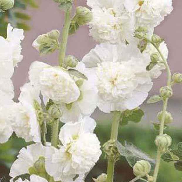 Dubbelbloemige stokroos - wit - Alcea rosea chater's double blanc - Bakker