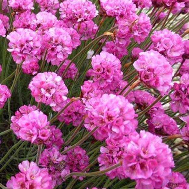 Engels gras 'Rubrifolia' - Bakker