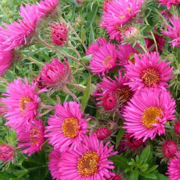 Aster 'Andenken an Alma Potschke' - Bakker