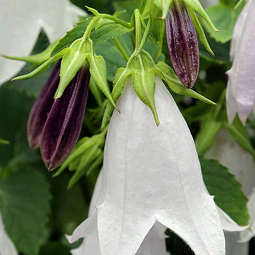 Klokjesbloem Iridescent Bells - Bakker