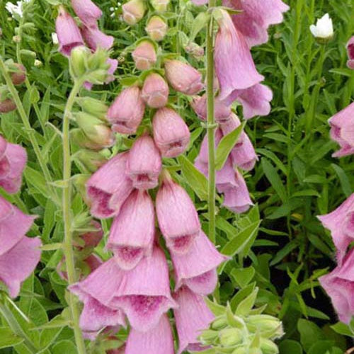 Vingerhoedskruids Mertonensis (x3) - Bakker