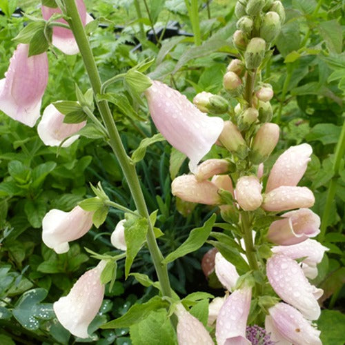 Digitalis purpurea Sutton's Apricot - vingerhoedskruid Suttons Apricot - Bloeiende vaste planten
