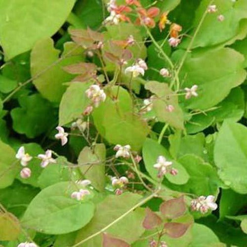Elfenbloem pubigerum - Epimedium pubigerum - Tuinplanten