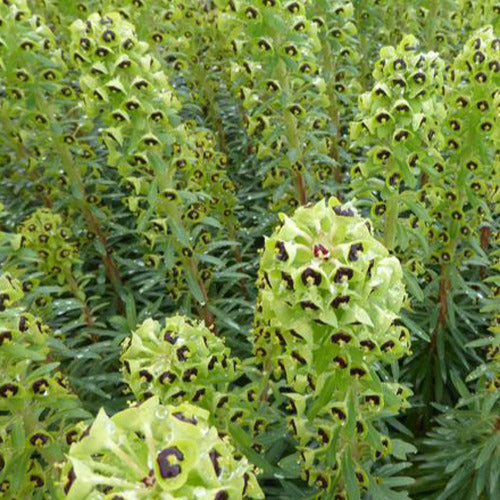 Wolfsmelk Black Pearl - Euphorbia characias black pearl - Tuinplanten