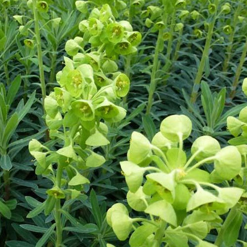 Wolfsmelk garrigues - Bakker