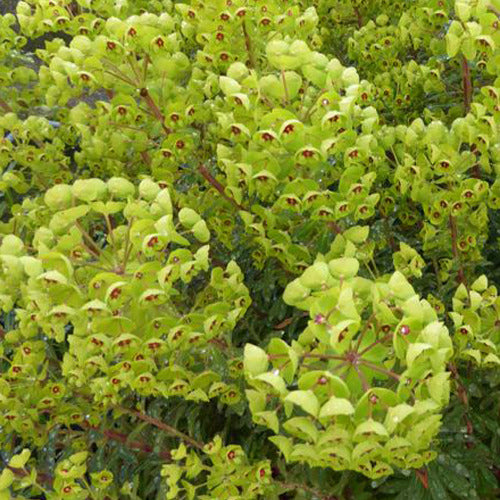 Wolfsmelk Martin - Euphorbia martinii - Tuinplanten