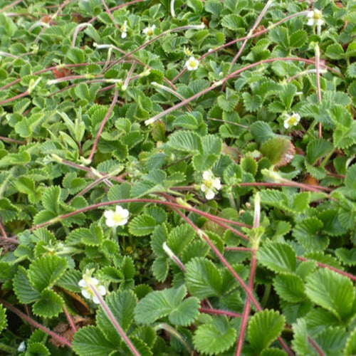 Sieraardbei Mount Omei (x3) - Fragaria rubicola mount omei - Fruit