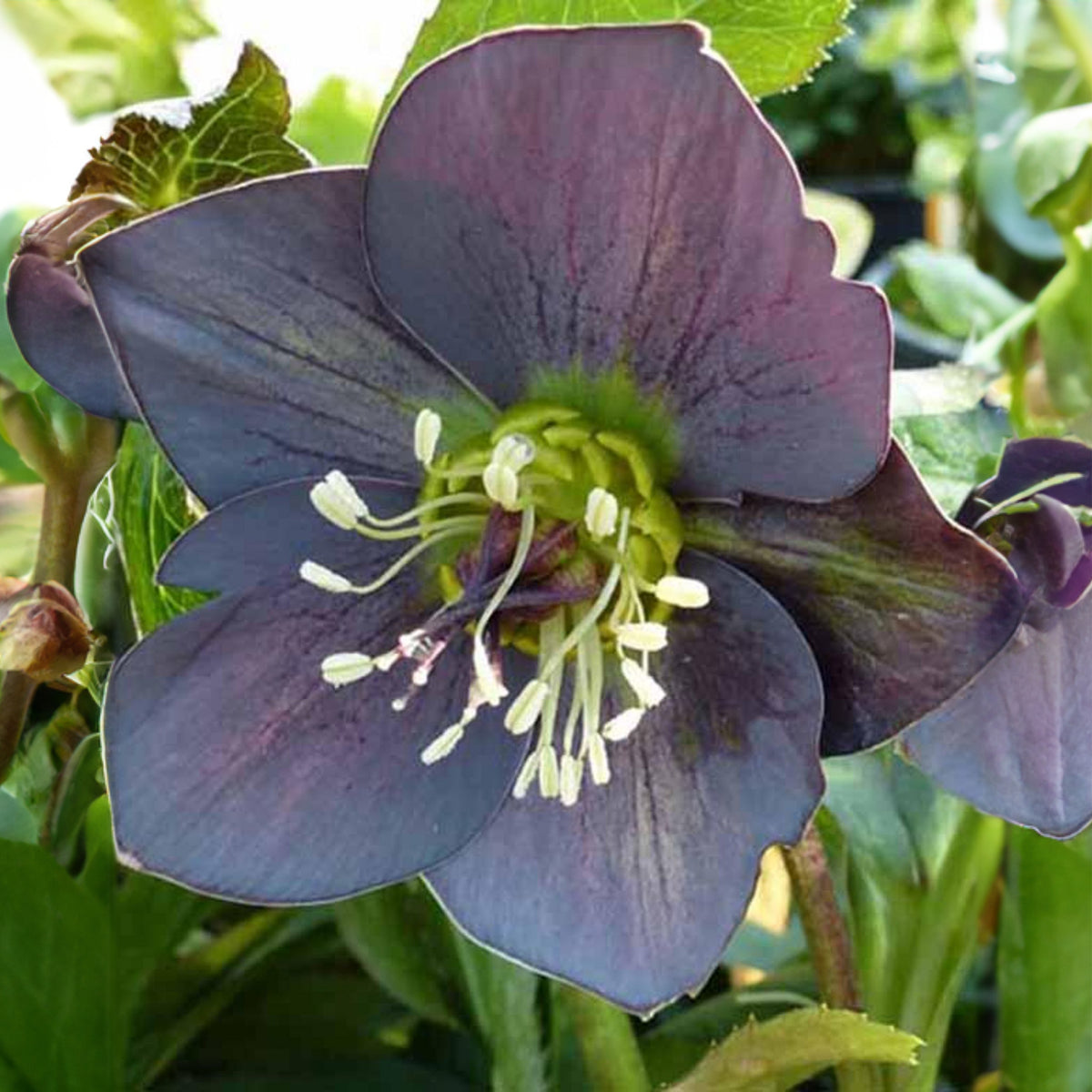 Nieskruid 'Slaty Blue' - Bakker