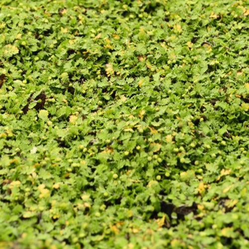 Speldenkussenplant - Leptinella dioica minima - Tuinplanten