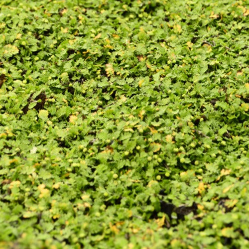 Speldenkussenplant - Leptinella dioica minima - Bakker