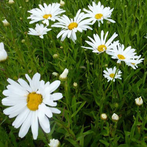 Margriet Polaris - Bakker