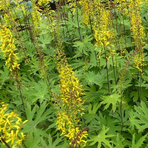 Ligularia przewalskii - Kruiskruid Przewalskii - Tongkruiskruid