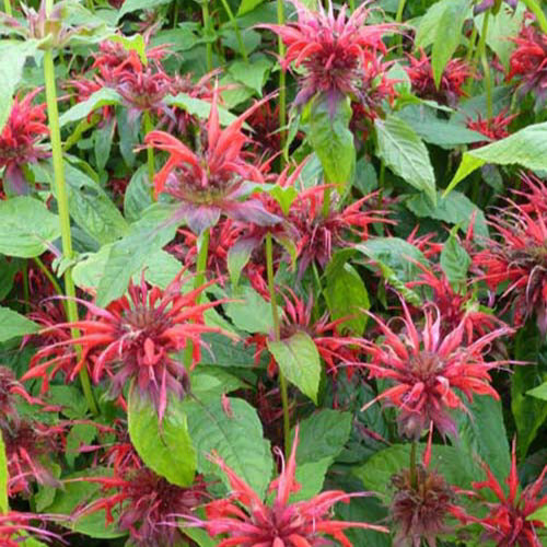 Bergamotplant Cambridge Scarlet - Bakker