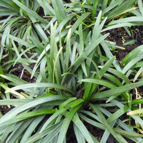 Slangebaard - Bakker