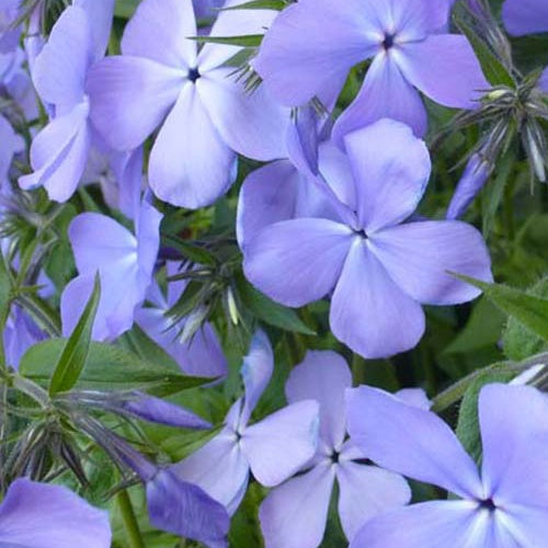 Vlambloem Blue Moon - Bakker