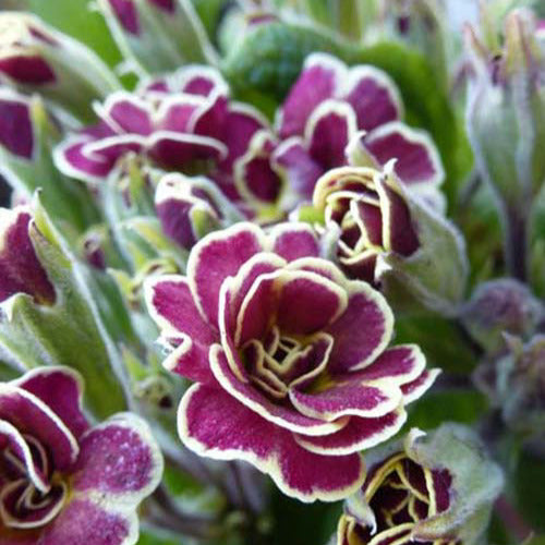 Sleutelbloem Elizabeth Killelay - Bakker