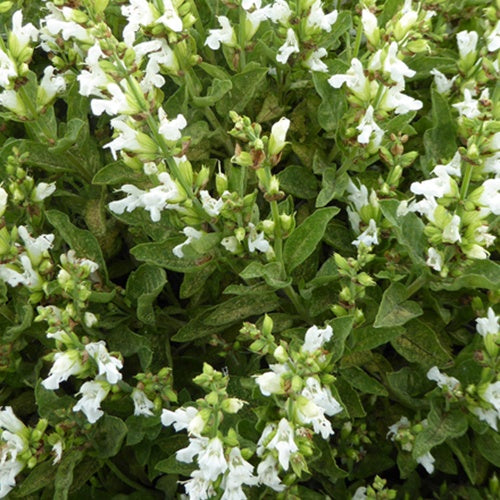 Siersalie officinale - Bakker