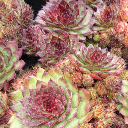Huislook Dark Beauty - Bakker