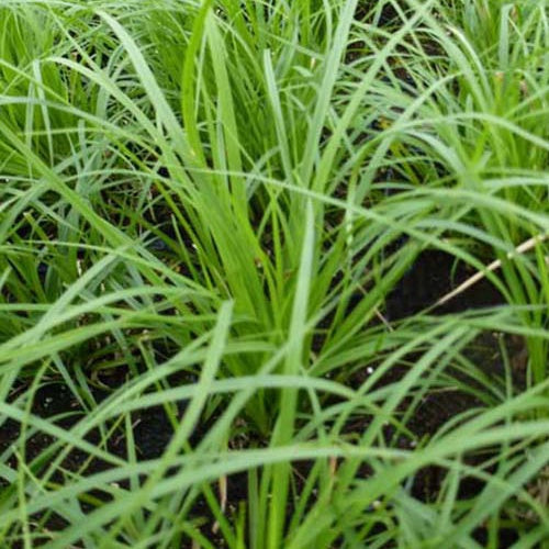 Zegge - Bergzegge - Carex montana