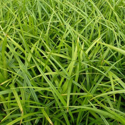 Zegge Morrowii - Carex morrowii - Bakker