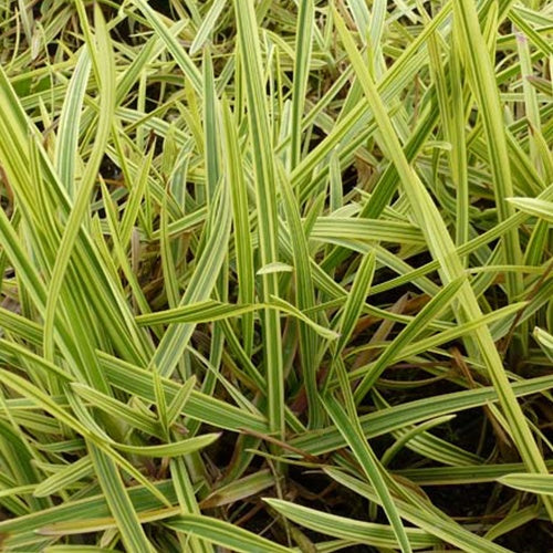 Liesgras - Bakker