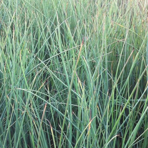 Zeegroene rus (x3) - Bakker