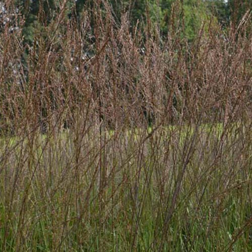 Pijpestrootje Karl Foester - Molinia arundinacea karl foerster - Bakker
