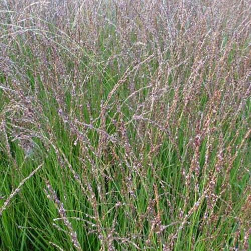 Pijpestrootje Heidezwerg - Bakker