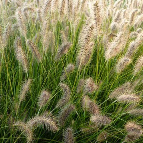LampepoetsersgrasGelbstiel - Bakker