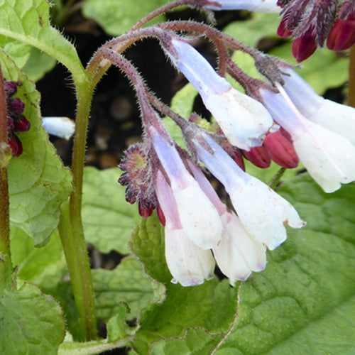 Smeerwortel Hidcote Blue - Bakker