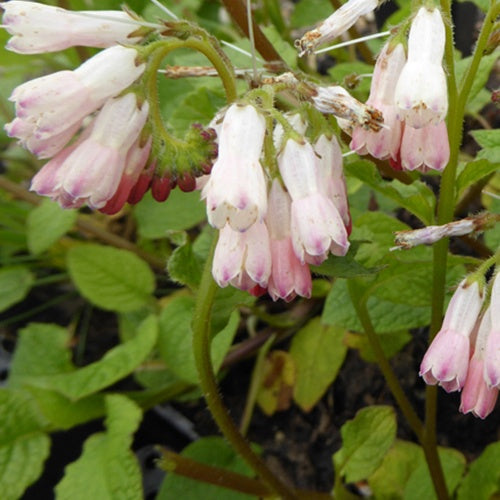 Smeerwortel 'Hidcote Pink' - Bakker
