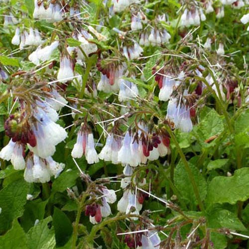 Smeerwortel Wisley Blue - Bakker