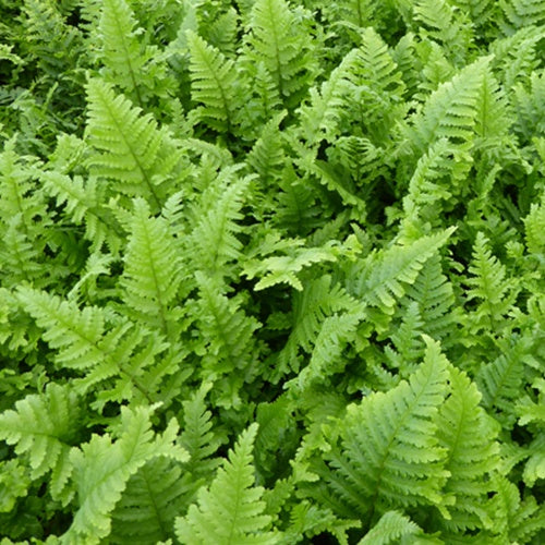 Mannetjesvaren 'Cristata' - Dryopteris filix-mas cristata - Bakker