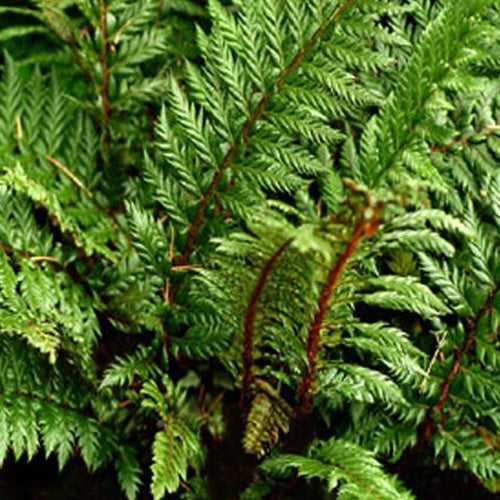 Dryopteridaceae Siny Holly Fern - Bakker