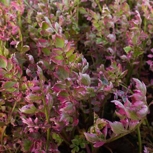 Oenanthe fistel Flamingo - Bakker