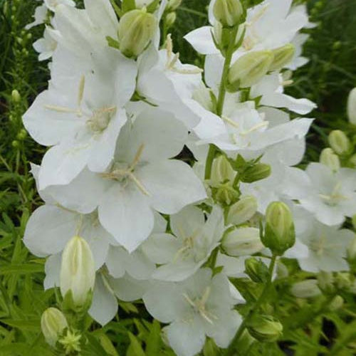 Klokjesbloem Alba - Bakker