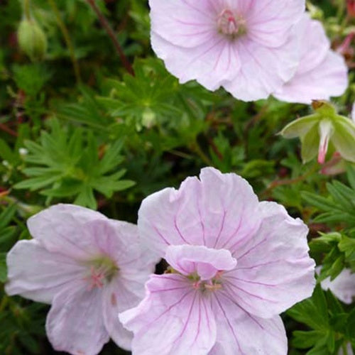 Ooievaarsbek Apfelblüte - Bakker