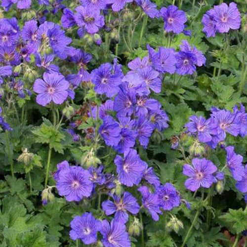 Ooievaarsbek Anemoneflorum - Bakker