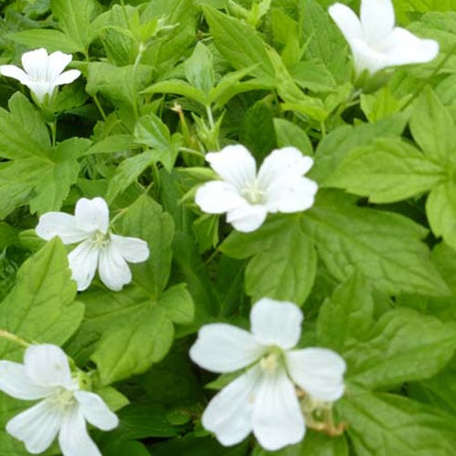 Ooievaarsbek Silverwood - Bakker