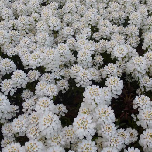 Scheefbloem Thlaspi Appen-Etz (x3) - Bakker