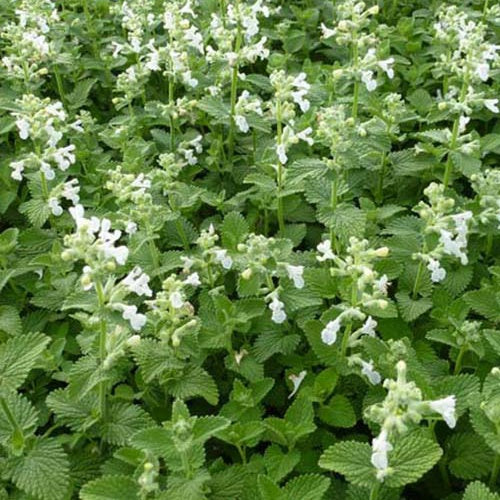 Kattenkruid Snowflake - Nepeta racemosa snowflake - Bakker
