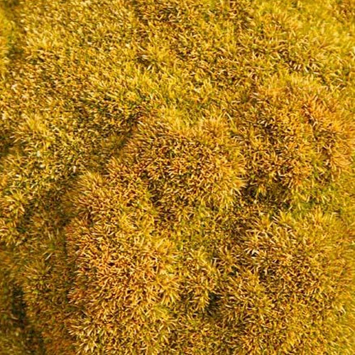 Nieuw-Zeelands mos - Bakker