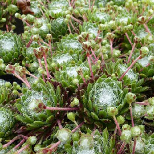 Huislook Sempervivum arachnoideum (x3) - Sempervivum arachnoideum - Tuinplanten