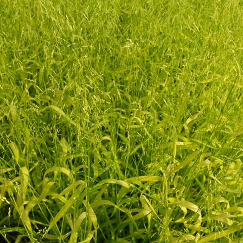 Bosgierstgras - Milium effusum aureum - Bakker